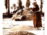 This farmer is sifting corn in a large shallow sieve. This is shaken vigorously until the remaining weeds, dust and chaff rise to the surface, are collected and thrown on the heap of refuse. An early photograph.